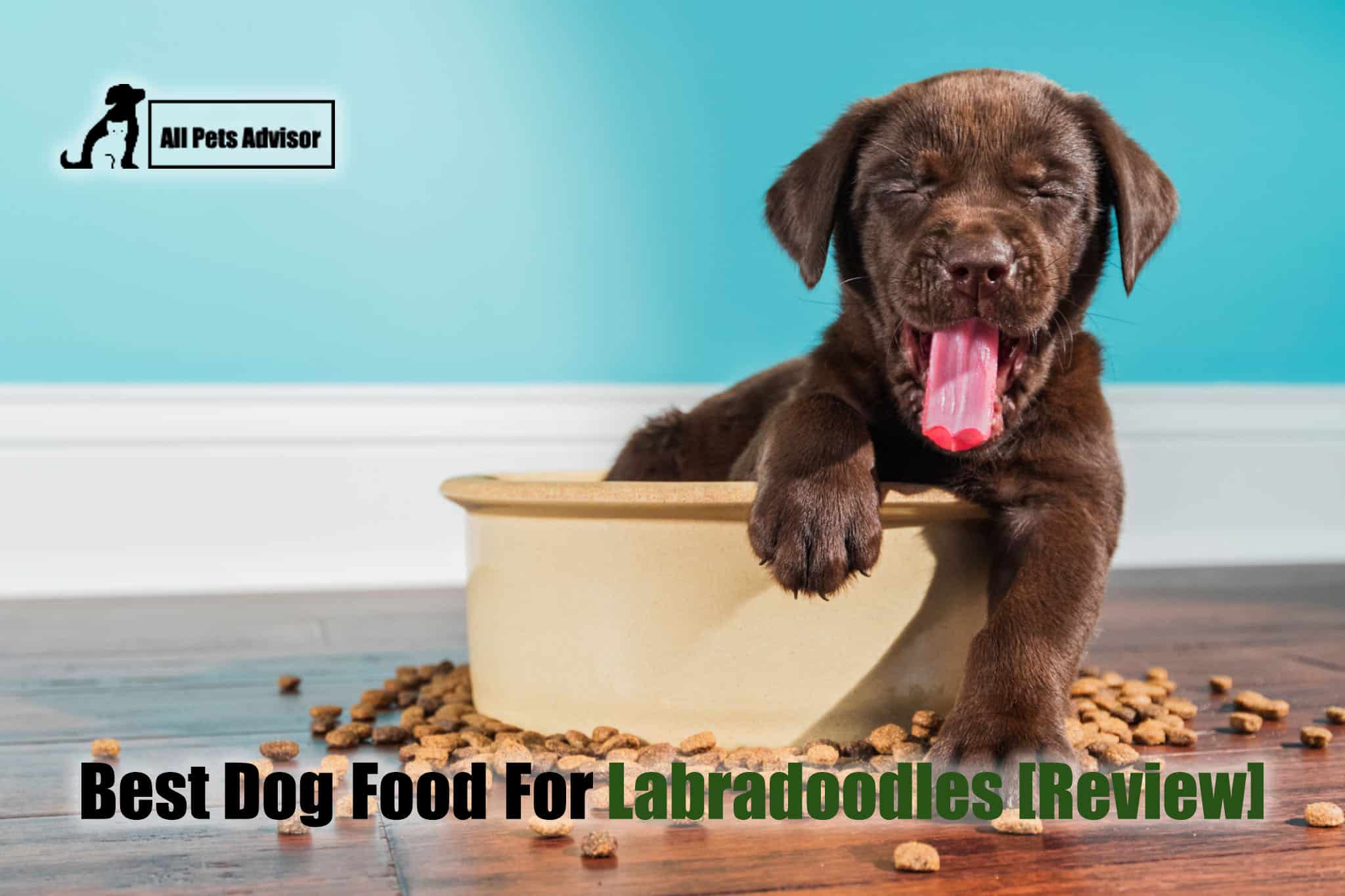 Read more about the article 5 Best Dog Food for Labradoodles In 2022 [Review]